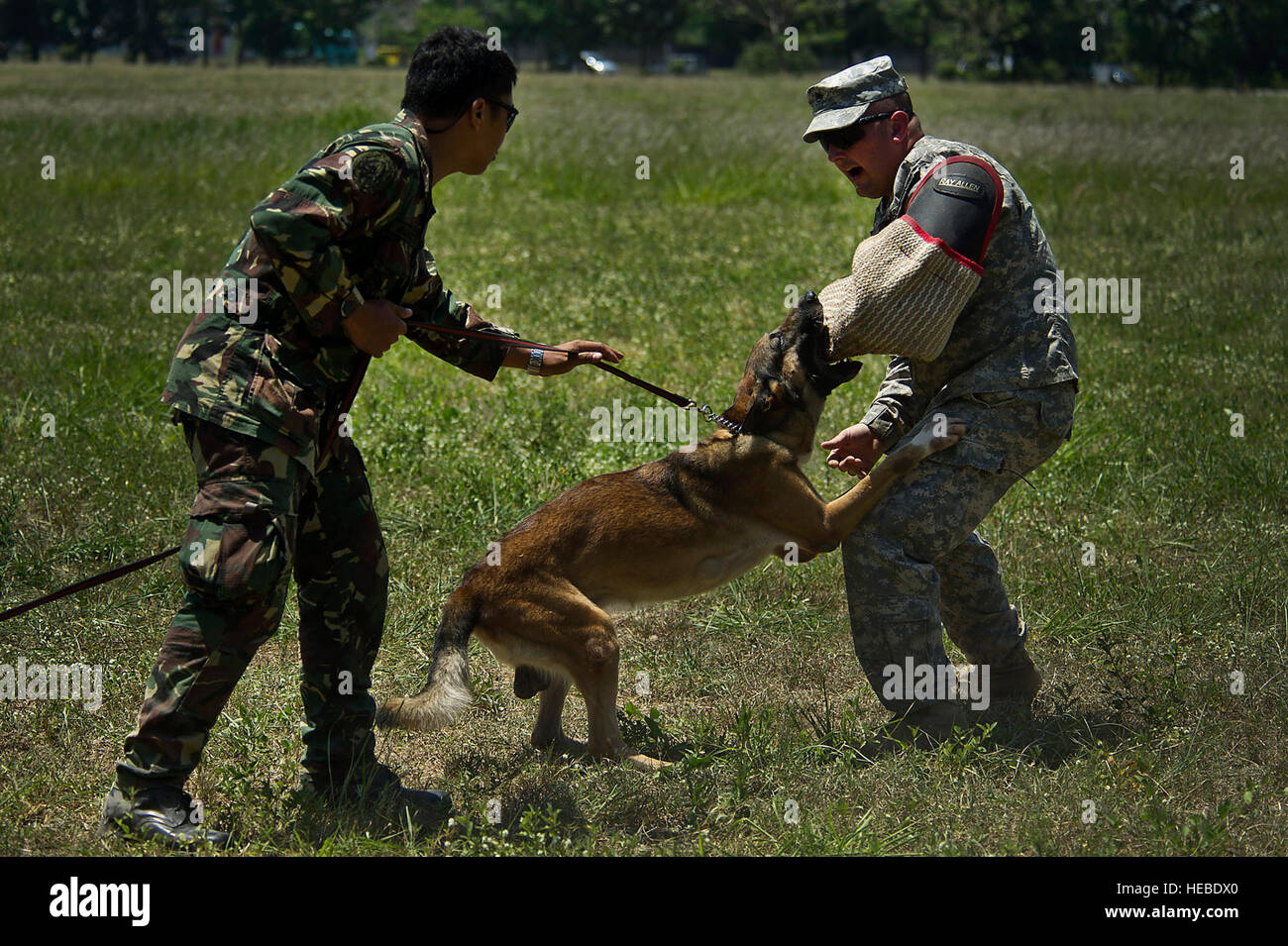 L'Aviateur de l'Armée de l'Air Philippine 2e classe Sir George Macasaet, K-9 handler procède à la formation militaire des Philippines avec morsure de chien de travail personnel de l'armée américaine et Hector Le Sgt. Ryan Hastings, 28e Détachement de la Police militaire Joint Base Elmendorf-Richardson, l'Alaska pendant Balikatan 2012 le 19 avril, à la Clark Air Base, aux Philippines. Balikatan 2012, un exercice bilatéral annuel conçu pour améliorer l'interopérabilité entre les forces américaines et Philippines. (Département de la Défense photo de haute technologie de l'US Air Force. Le Sgt. Michael R. Holzworth/libérés) Banque D'Images