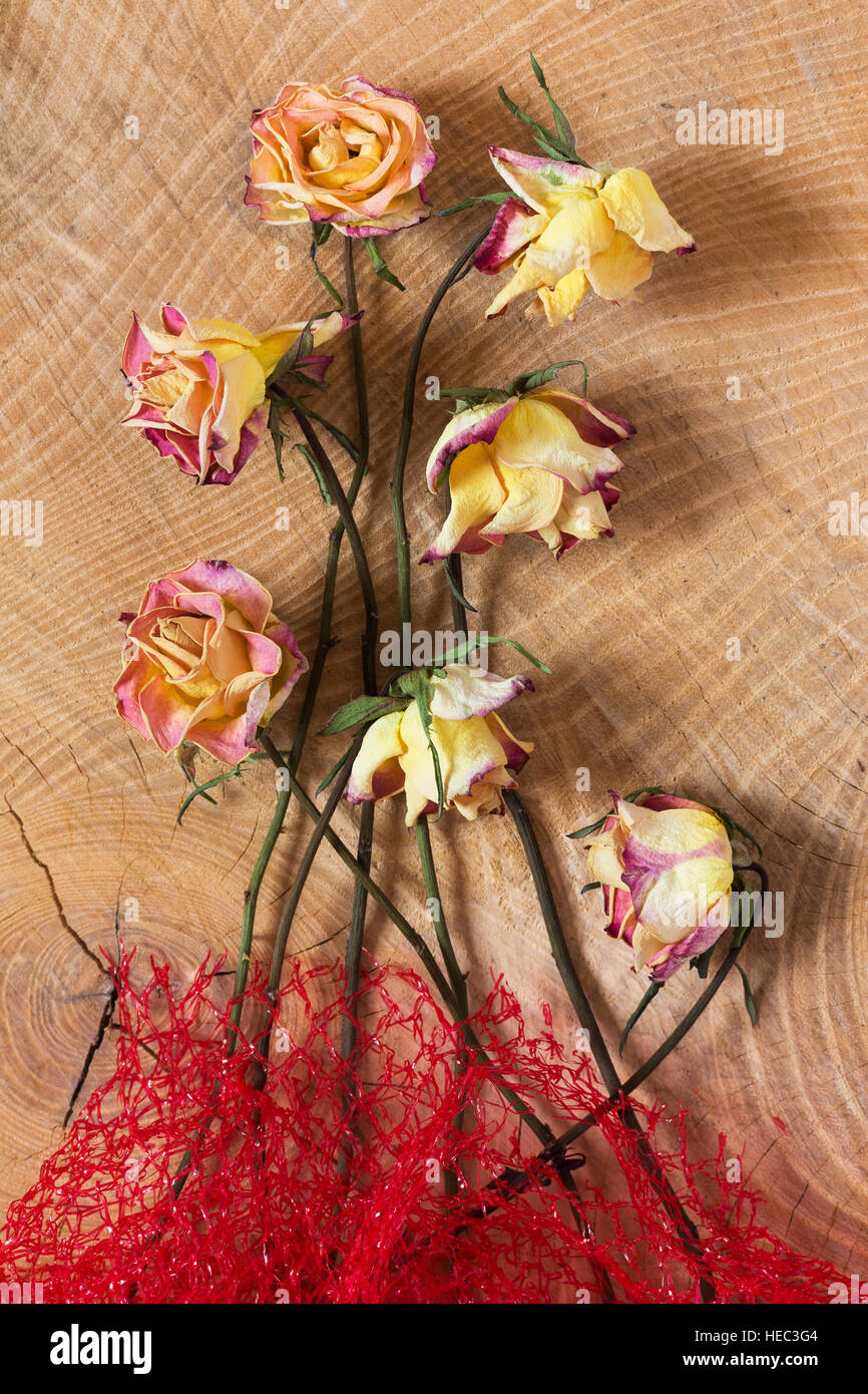 Triste décolorées flétri roses sur fond de bois que studio close up et l'image symbolique de l'heure, de la vie et de la mort Banque D'Images