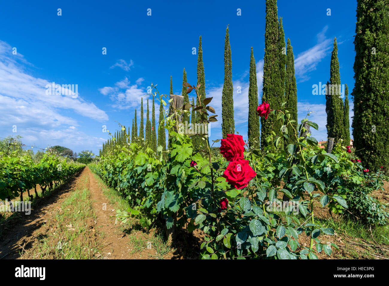 Vert typique toscane paysage avec cyprès, vignes et fleurs rose rouge Banque D'Images