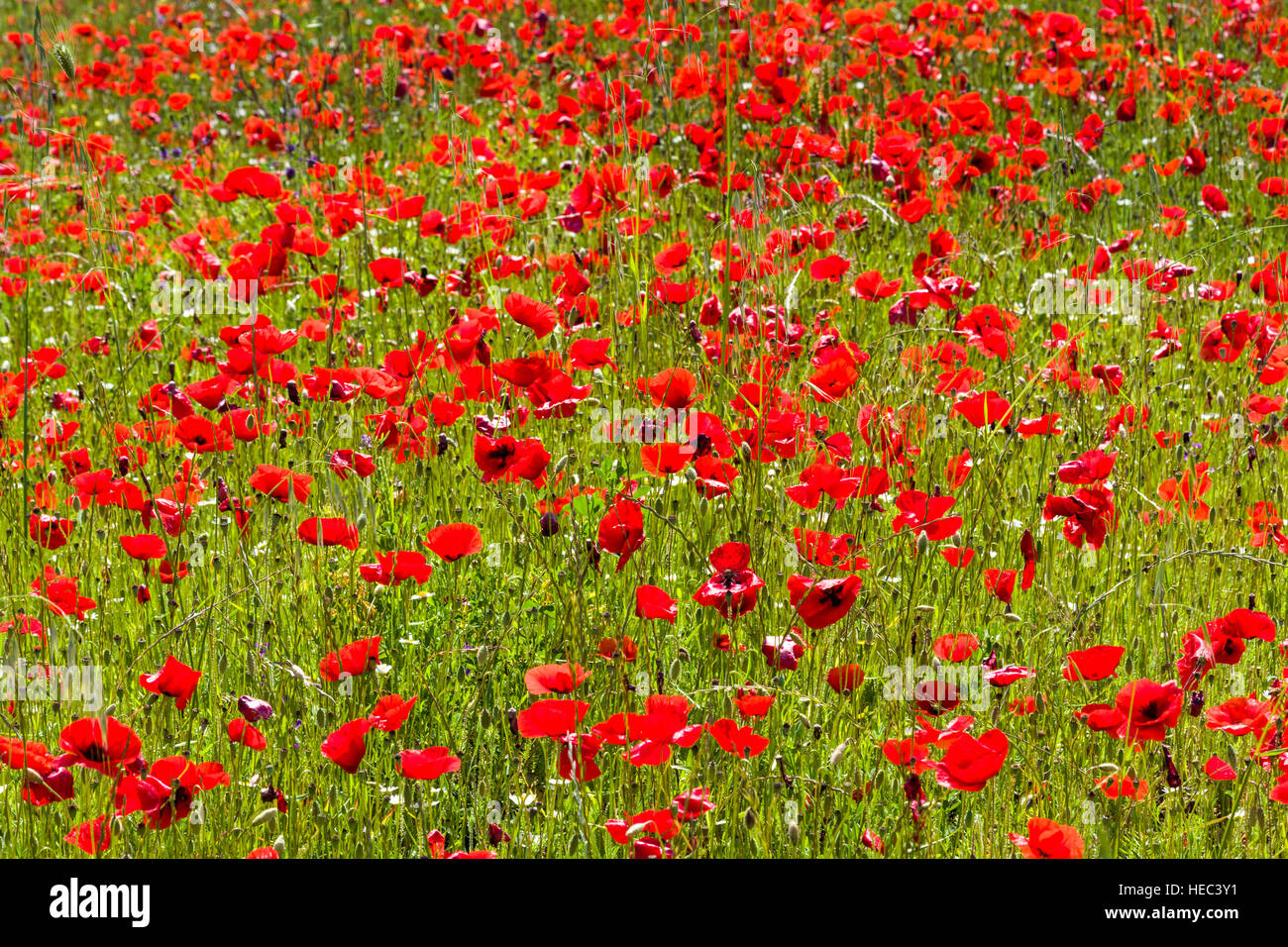 Un champ de coquelicots rouges Banque D'Images