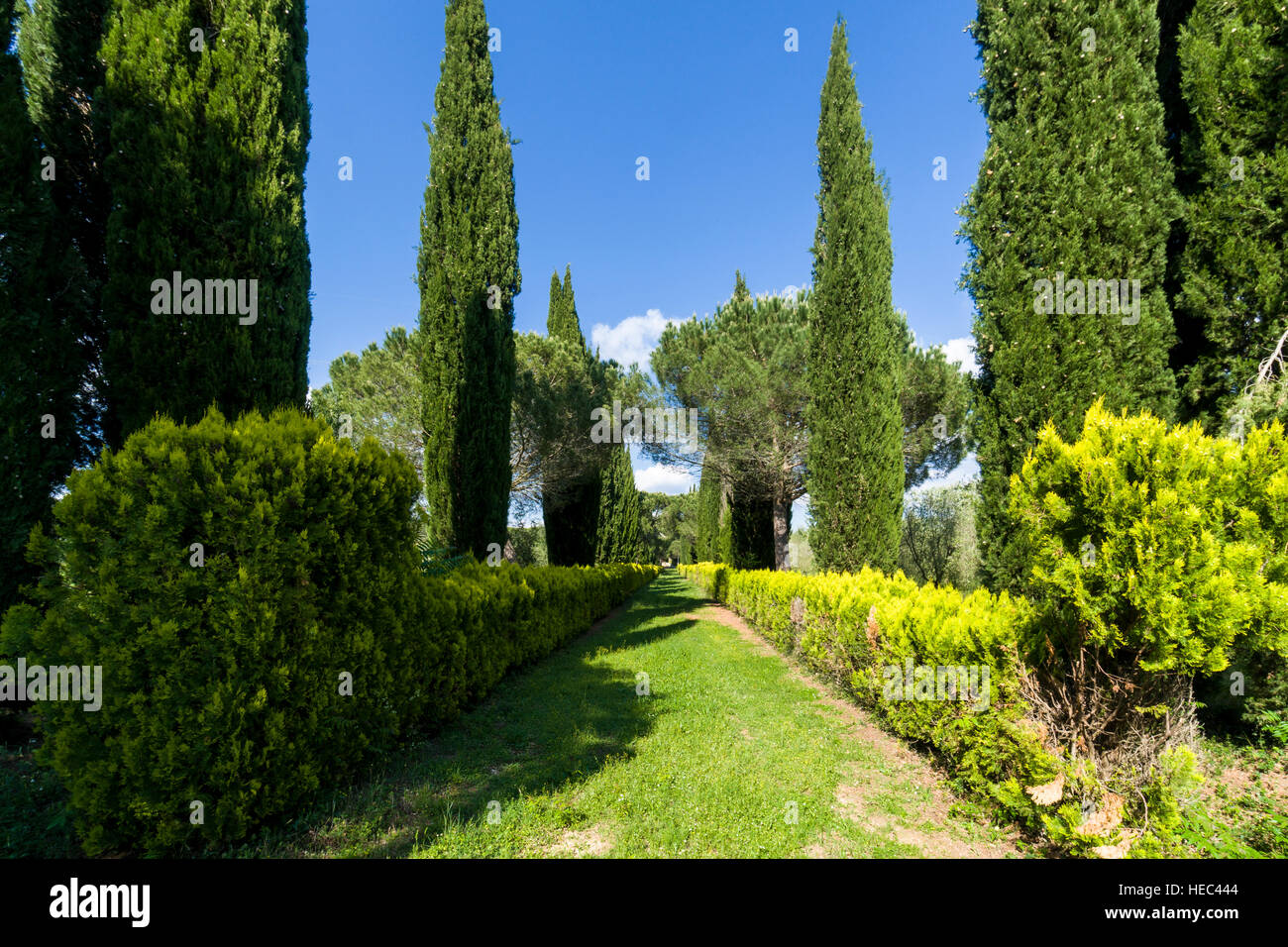 Vert typique toscane paysage avec cyprès, vignes et fleurs rose rouge Banque D'Images