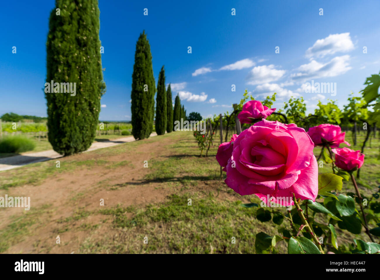 Vert typique toscane paysage avec cyprès, vignes et fleurs rose rouge Banque D'Images