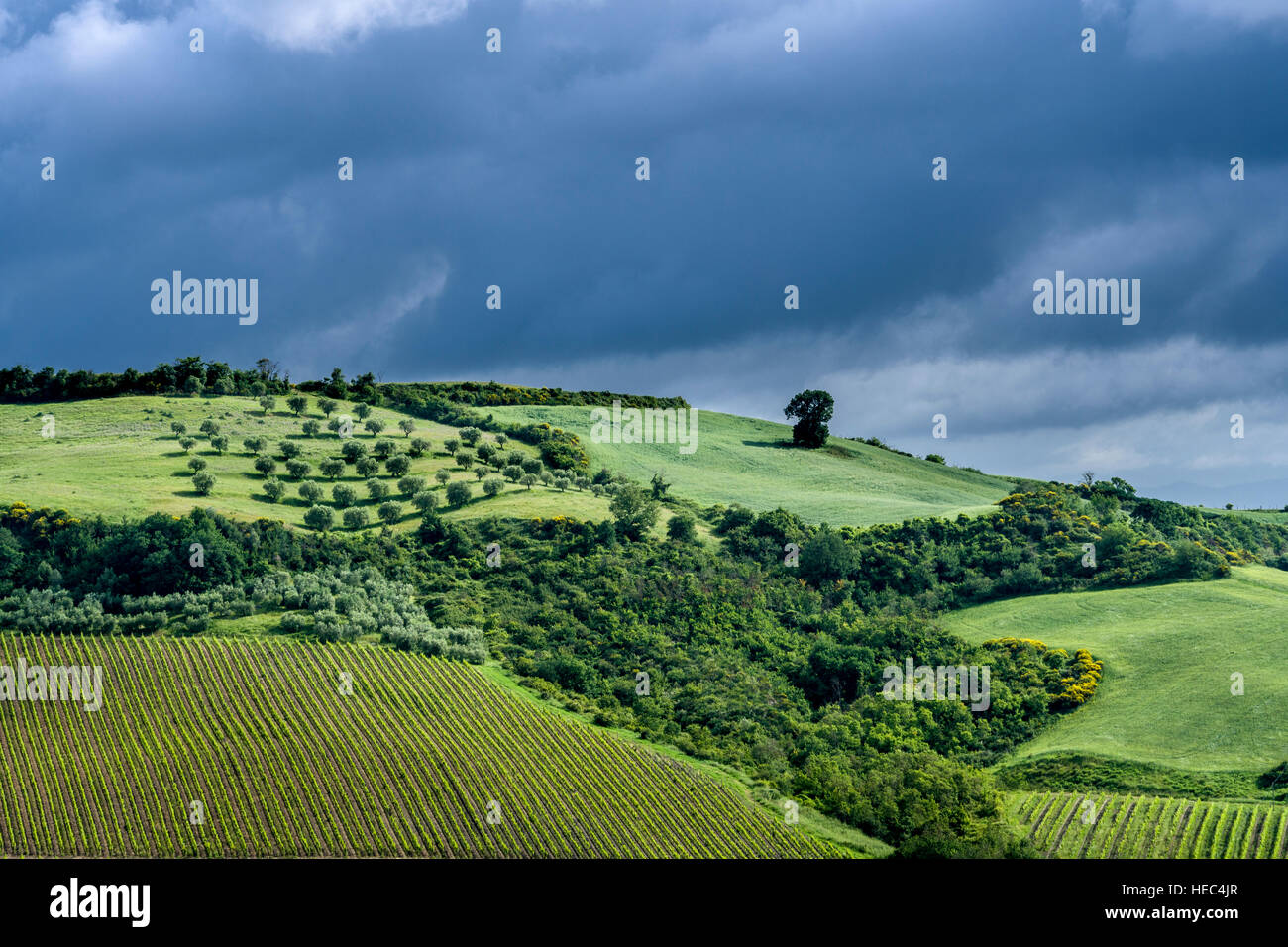 Vert paysage typique de la Toscane en Val d'Orcia, avec des collines, champs, arbres, vignes, oliveraies et ciel nuageux Banque D'Images