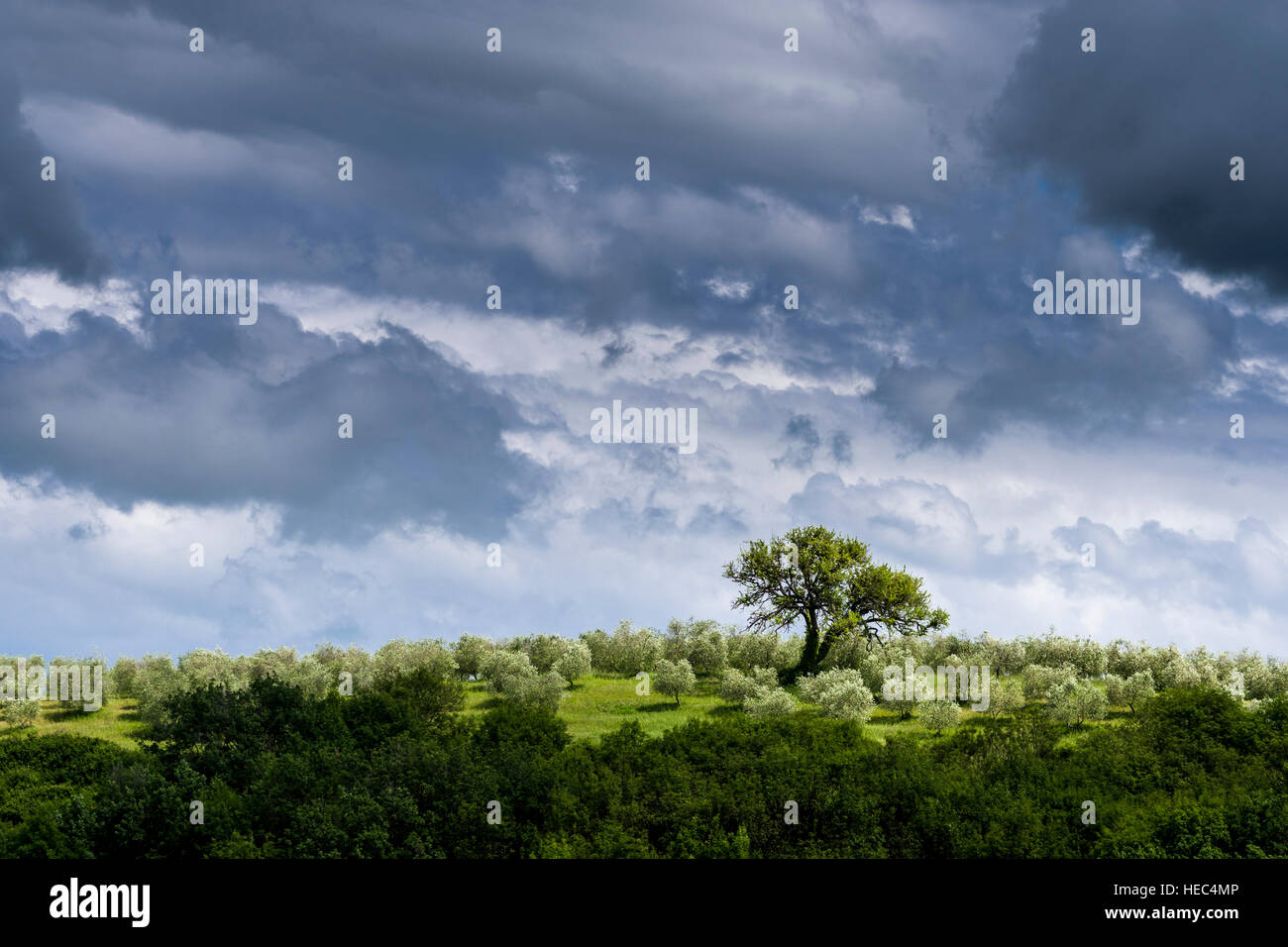 Vert paysage typique de la toscane en val d'orcia avec une plantation d'oliviers sur une colline, arbres et ciel nuageux, sombre Banque D'Images