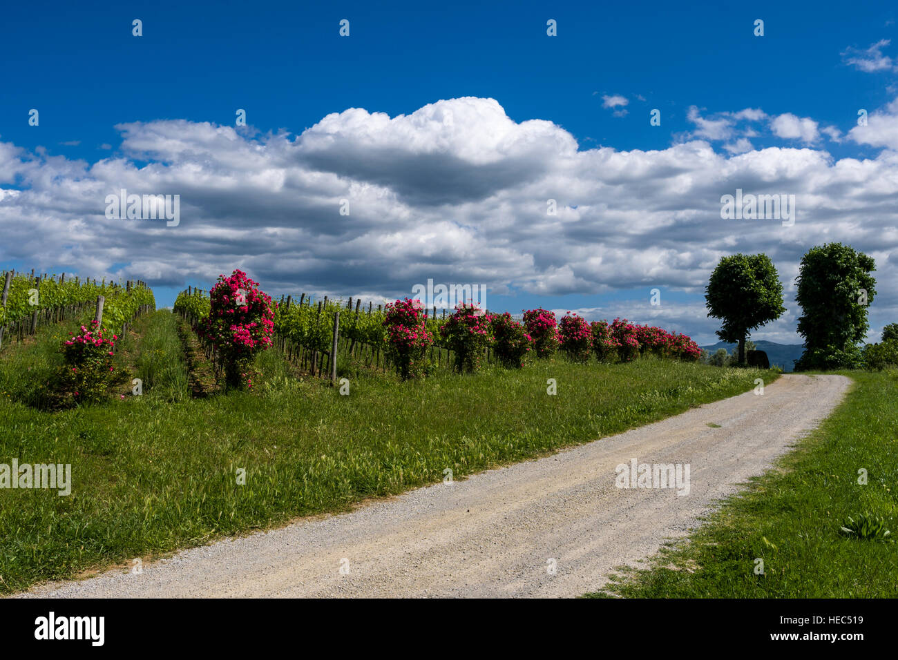 Vert paysage typique de la Toscane en Val d'Orcia avec une route de gravier, arbres, vignes, fleurs rose rouge et bleu, ciel nuageux Banque D'Images
