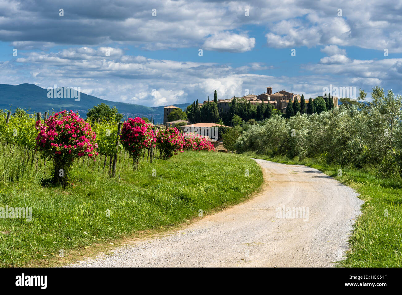 Vert paysage typique de la Toscane en Val d'Orcia en compagnie d'un village sur une colline, la route de gravier, d'oliviers, vignes, fleurs rose rouge et bleu, ciel nuageux Banque D'Images