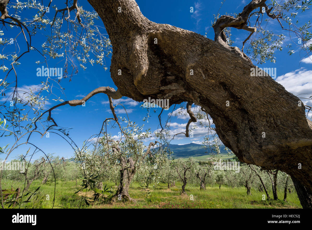 Vert paysage typique de la toscane en val d'orcia avec une plantation d'oliviers et le bleu, ciel nuageux Banque D'Images