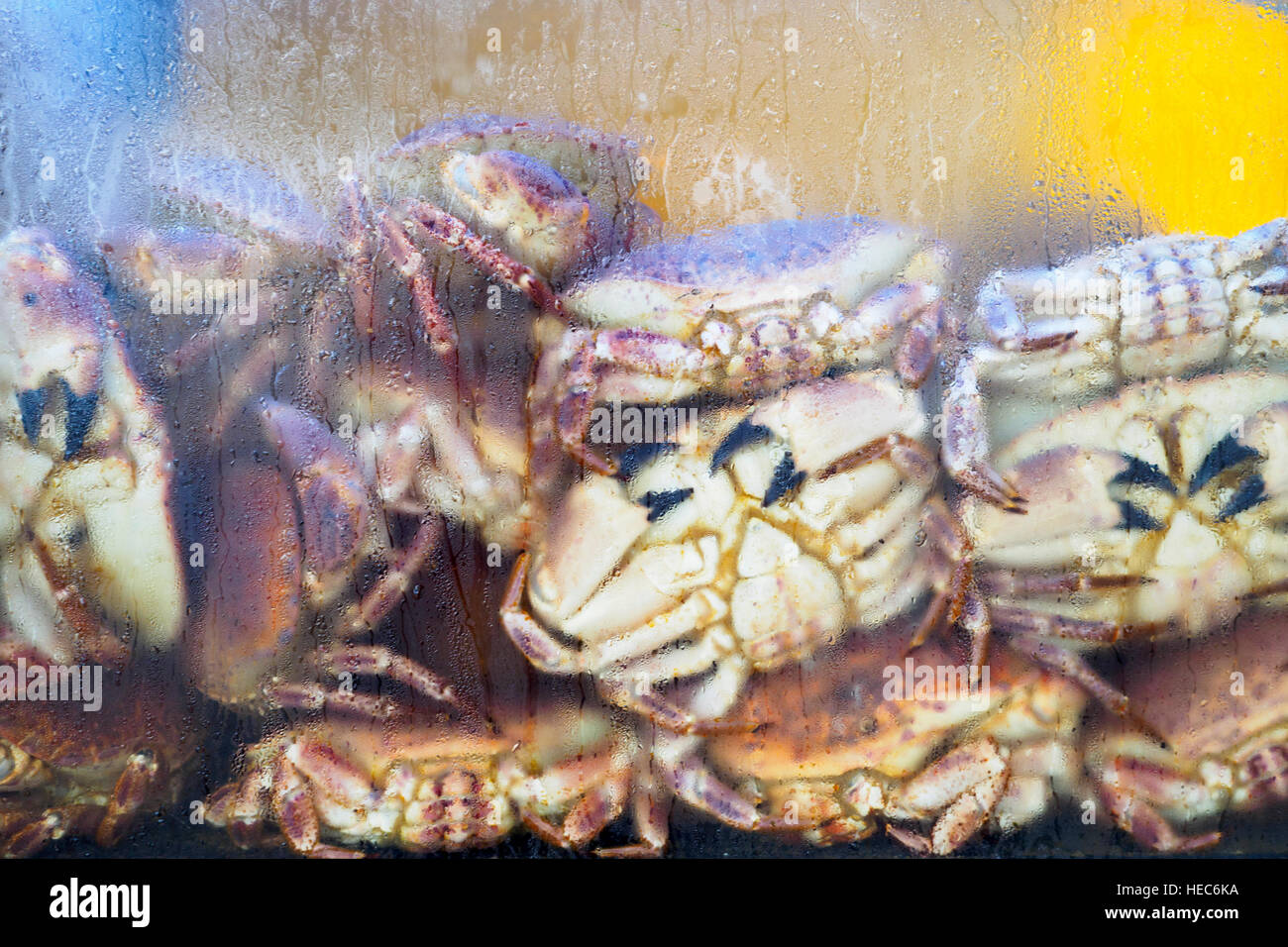 Les crabes dans un restaurant - région de l'Algarve, Portugal Banque D'Images