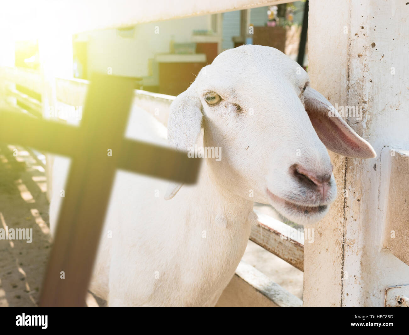Le rendu 3D de croix avec un mouton, concept christain, agneau de Dieu Banque D'Images