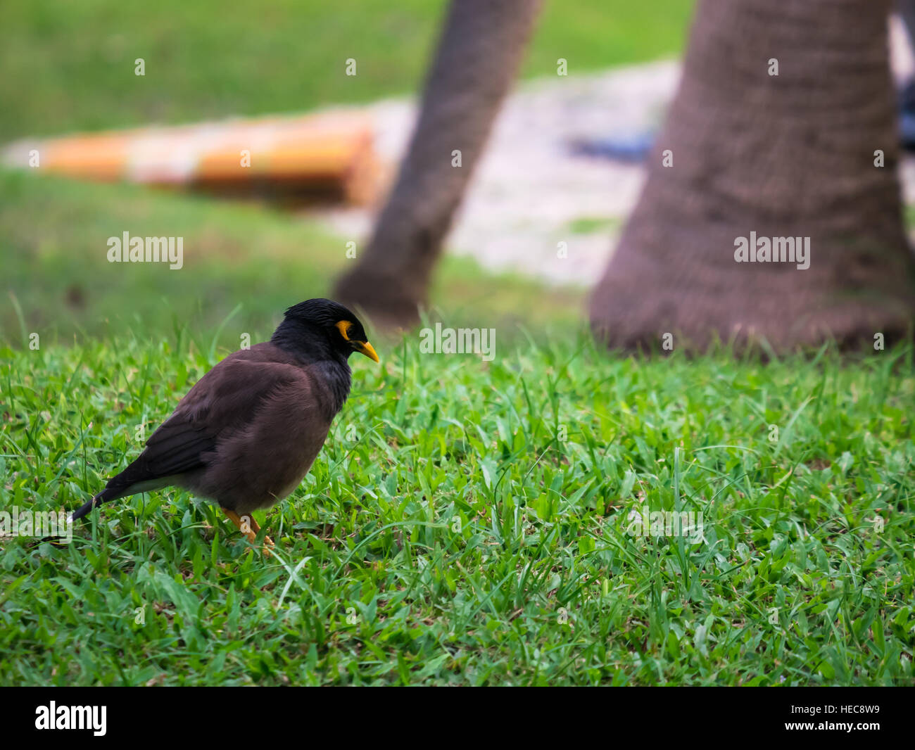 La common myna (Acridotheres tristis) herbe verte feild with copy space Banque D'Images