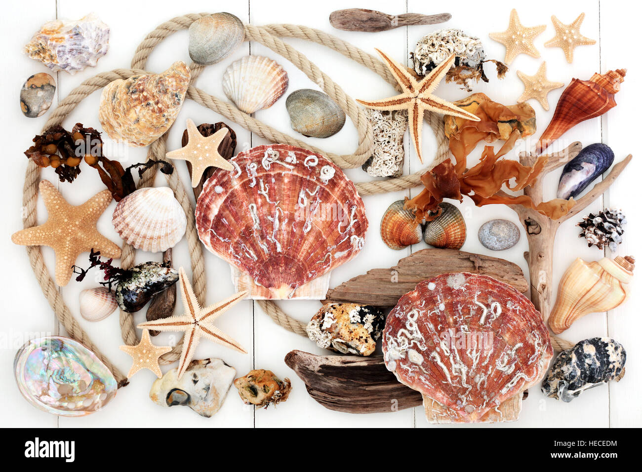 Bois flotté, coquillages, algues et rock collage abstrait sur fond de bois blanc. Banque D'Images