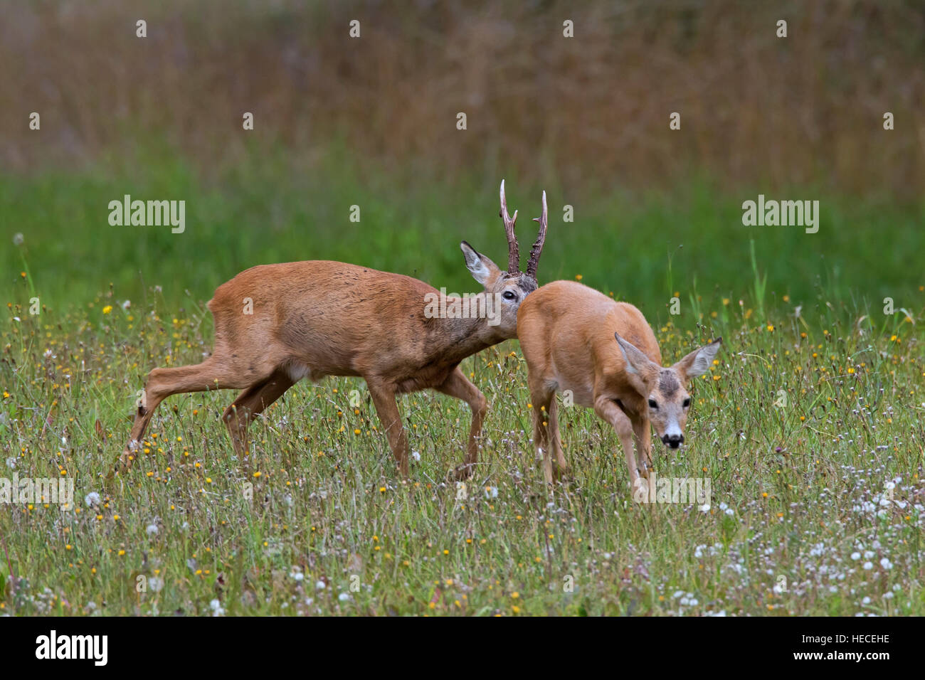 Le chevreuil (Capreolus capreolus) buck renifler derrière de biche en chaleur avant l'accouplement pendant le rut en été Banque D'Images