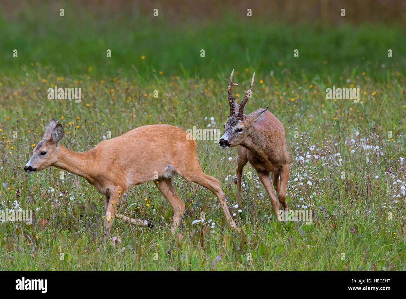 Le chevreuil (Capreolus capreolus) buck chasing doe en chaleur avant l'accouplement pendant le rut en été Banque D'Images