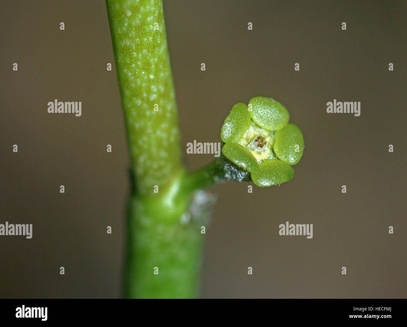 Euphorbia bosseri Banque D'Images