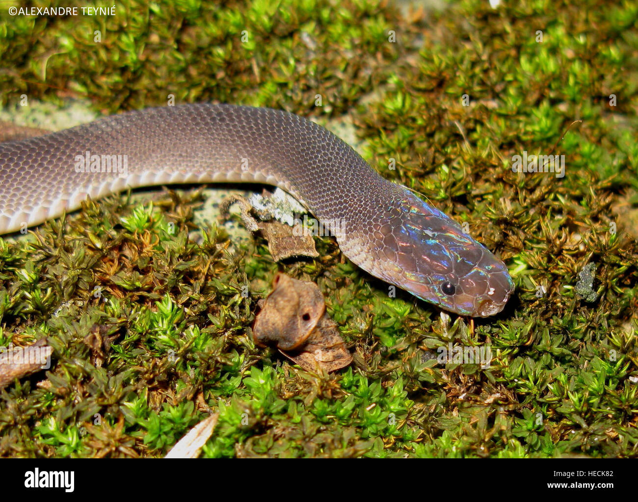 Phnom Penh. Dec 19, 2016. Photo libérée par le World Wildlife Fund (WWF) Le 19 décembre 2016 montre une nouvelle espèce de serpent dans le Laos. Un arc-en-ciel, un serpent à tête de dragon comme un lézard, un ver et une petite grenouille ne sont que 4 des 163 nouvelles espèces découvertes dans la région du Grand Mékong l'année dernière, le WWF a déclaré dans un communiqué lundi. © Alexandre Teynie au WWF/Xinhua/Alamy Live News Banque D'Images