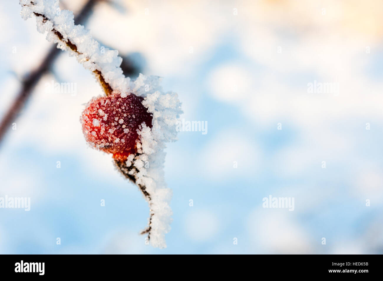 De l'églantier Wild Rose aciculaire ou Rosa acicularis plante couverte de neige et de cristaux de glace Banque D'Images