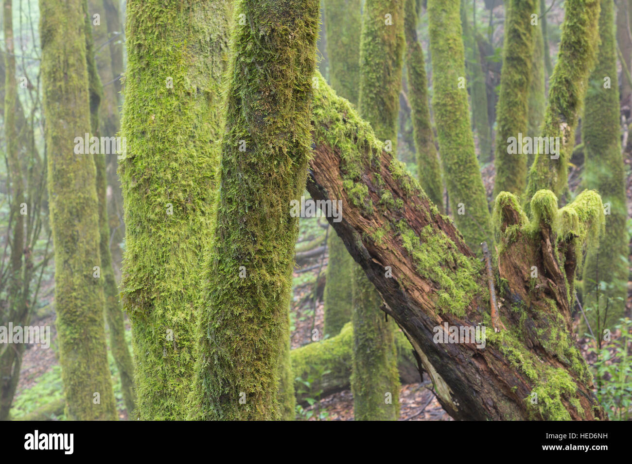 La forêt Laurisilva (Laurel), le Parc National de Garajonay, La Gomera, Canary Islands, Spain Banque D'Images