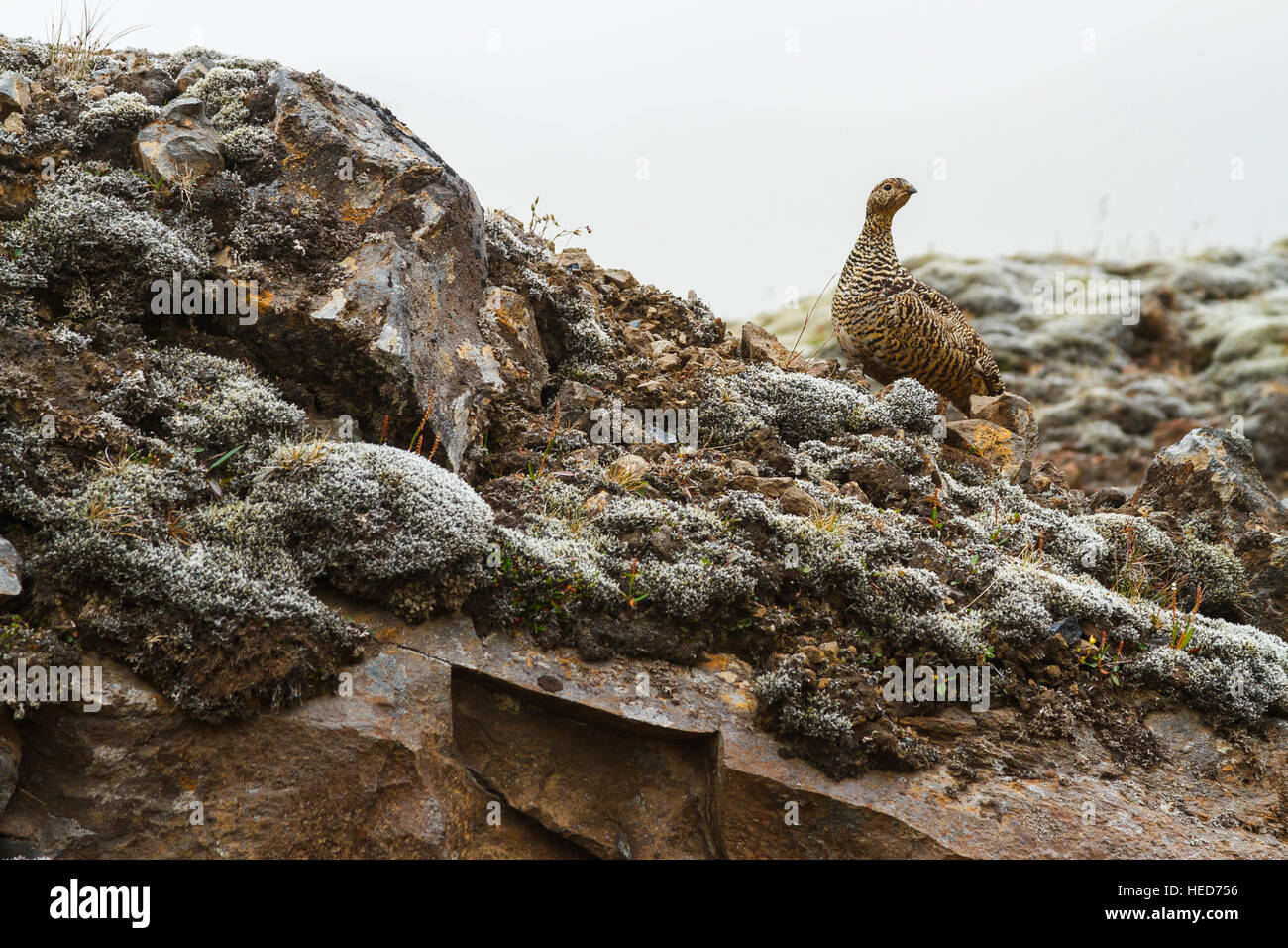 Le Lagopède alpin (Lagopus muta). Région de landmannalaugar. Highlands. L'Islande, l'Europe. Banque D'Images