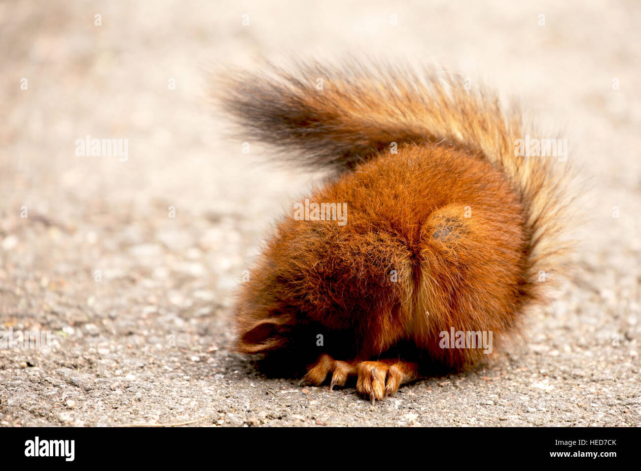 Animal Bebe Animaux Endormi Baby Ecureuils Mignon Fluffy Fluffy Tail Manteau Rouge Red Ecureuils Ecureuil Rouge Bebe Couchage Bebe Ecureuil Summer Photo Stock Alamy Animal Bebe Animaux Endormi Baby Ecureuils Mignon Fluffy Fluffy Tail Manteau Rouge Red Ecureuils Ecureuil Rouge Bebe Couchage Bebe Ecureuil Summer Photo Stock Alamy