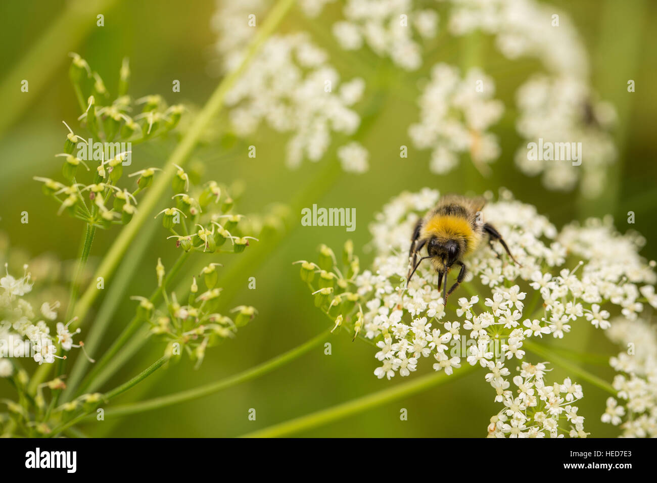 4-saison été,animal,bee,Black,bug,,bourdon bourdon, bourdon,occupé,buzz,close-up,face,flower,voler,jardin,Green,hairy, miel,,isolé,macro de l'été,blanc,sauvage,jaune,ailes de fleurs sauvages Banque D'Images