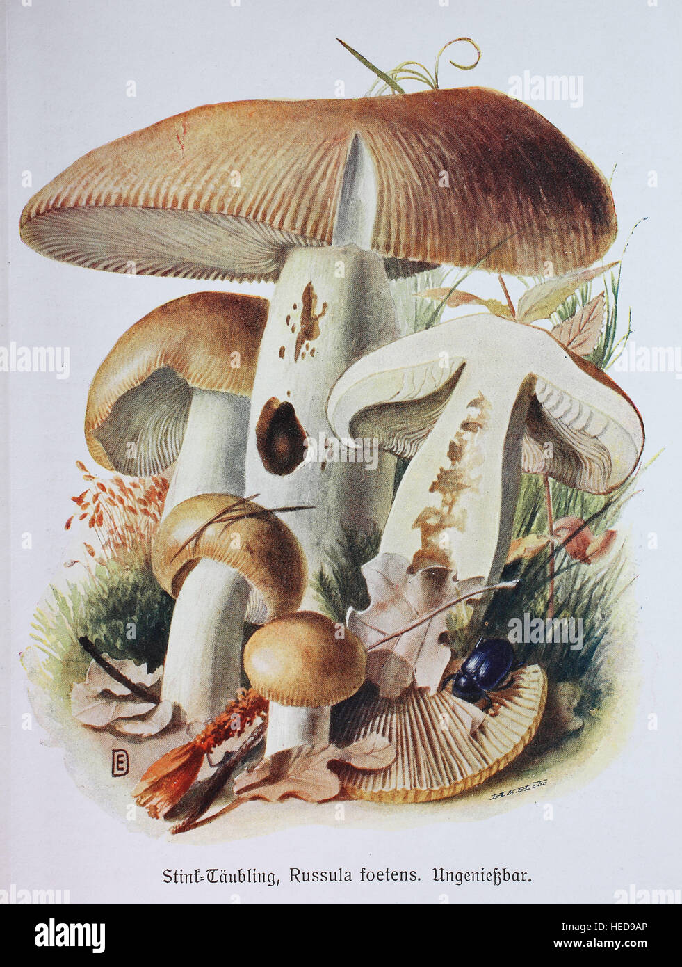Stink-Taeubling, Russula foetens, digitale Reproduktion einer von Doerstling Illustration Emil (1859-1940) Banque D'Images