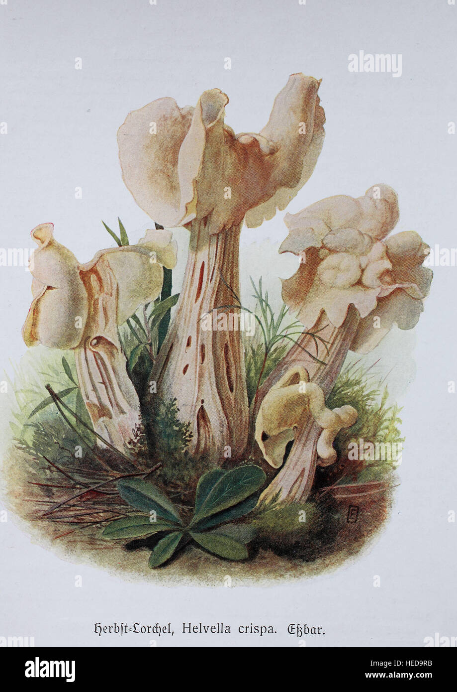 Herbst-Lorchel Lorchel oder Krause, Helvella crispa, digitale Reproduktion einer von Doerstling Illustration Emil (1859-1940) Banque D'Images