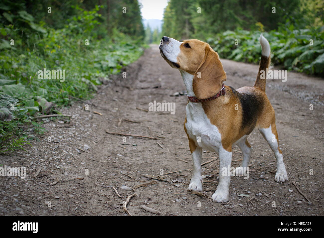 Chiot Beagle dans le bois Banque D'Images