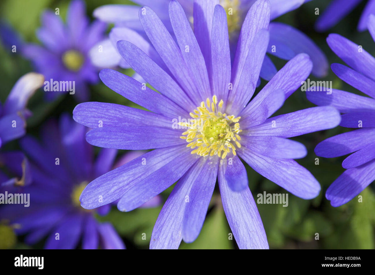 Anémone violette Banque de photographies et d'images à haute résolution -  Alamy