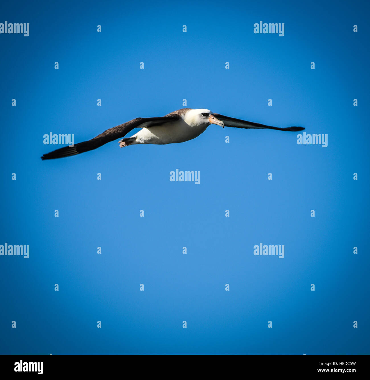 Albatros itinérant sur la Côte-Nord Banque D'Images