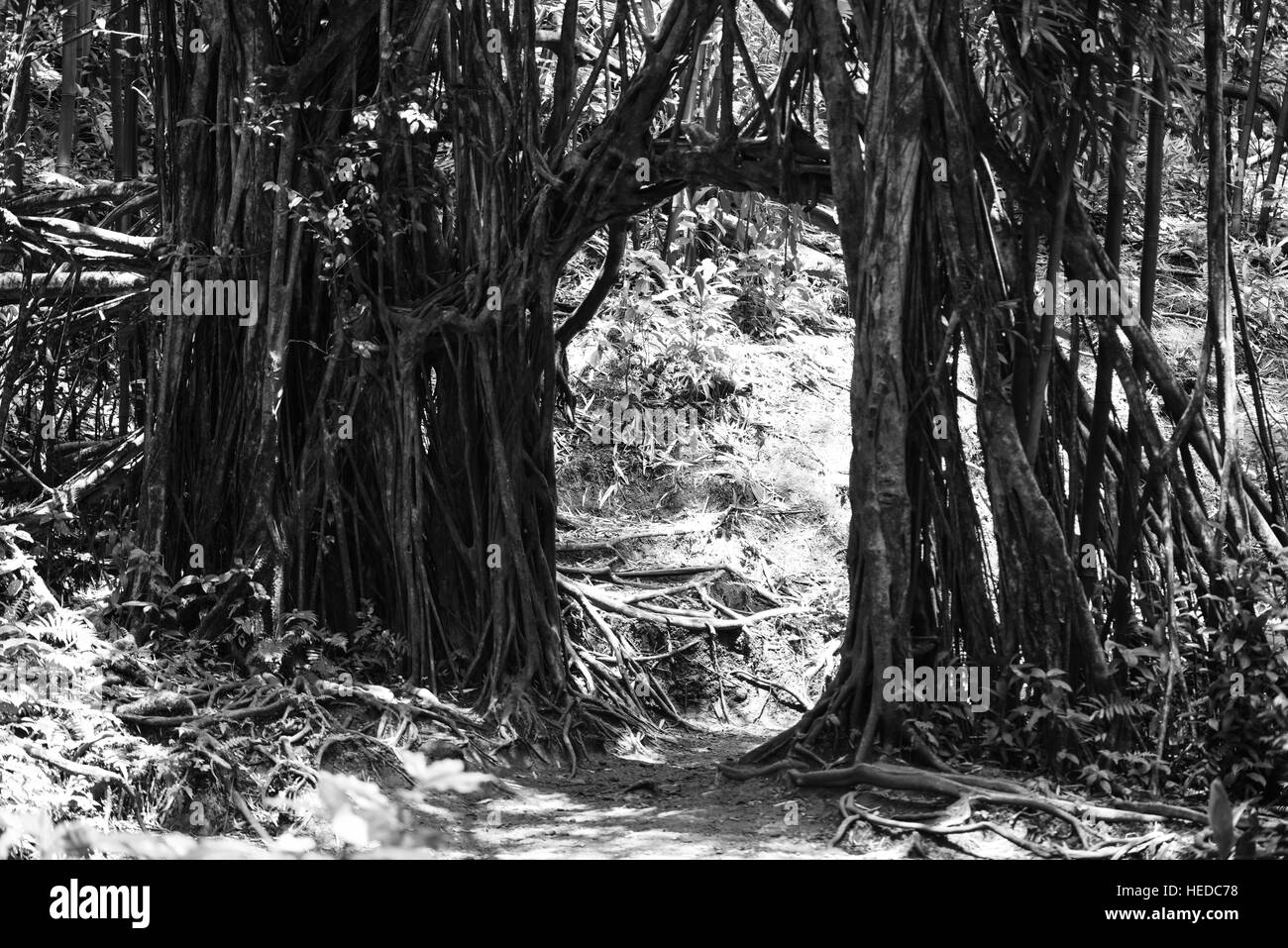 Chemin de randonnée à travers les racines d'arbres tropicaux à la réserve forestière Waiahole O'ahu, Hawaii. Banque D'Images