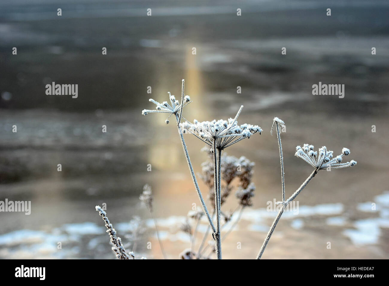 Close up of frozen plant sur l'hiver. Arrière-plan sur la rivière glacée Banque D'Images