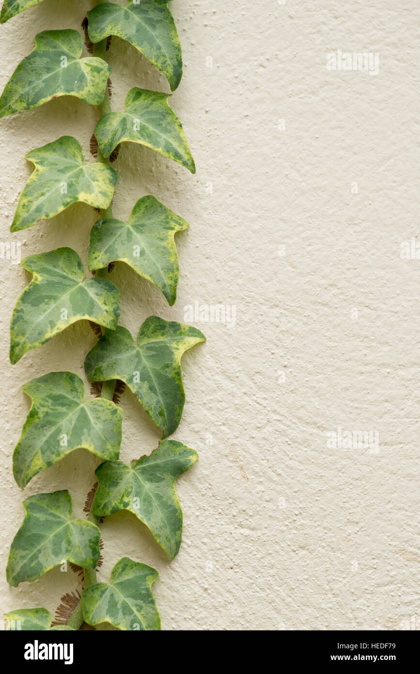 Ivée variégée, Hedera canariensis, grimpant sur le mur rendu extérieur de la maison Banque D'Images