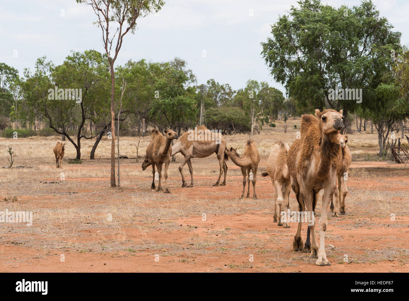 Troupeau de chameaux sur une ferme de chameaux, Queensland Australie Banque D'Images