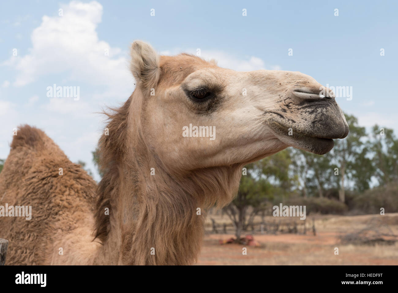 Portrait d'un chameau, de près head shot, dans l'arrière-pays australien Banque D'Images