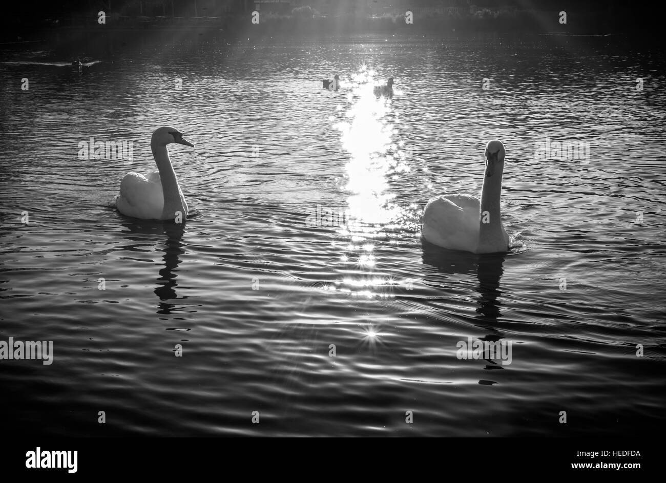 De cygnes dans le lac Serpentine, à Hyde Park, Londres, UK Banque D'Images