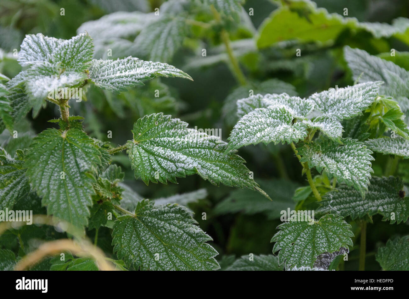 Les feuilles verts congelés dans un parc de Londres Banque D'Images