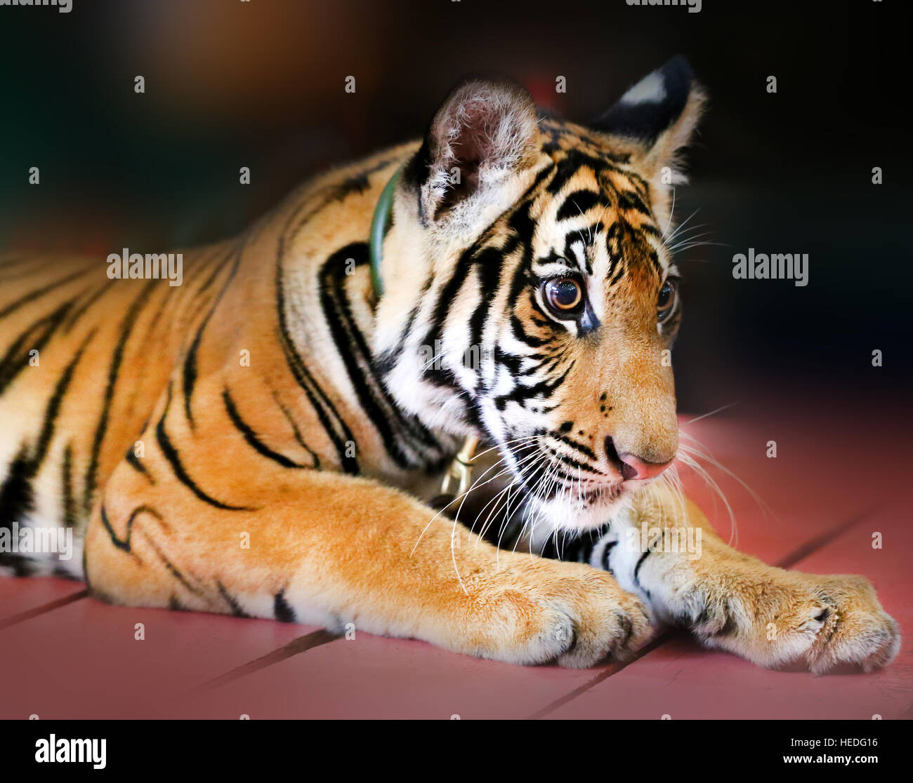 Portrait Photo de funny little tiger cub Banque D'Images