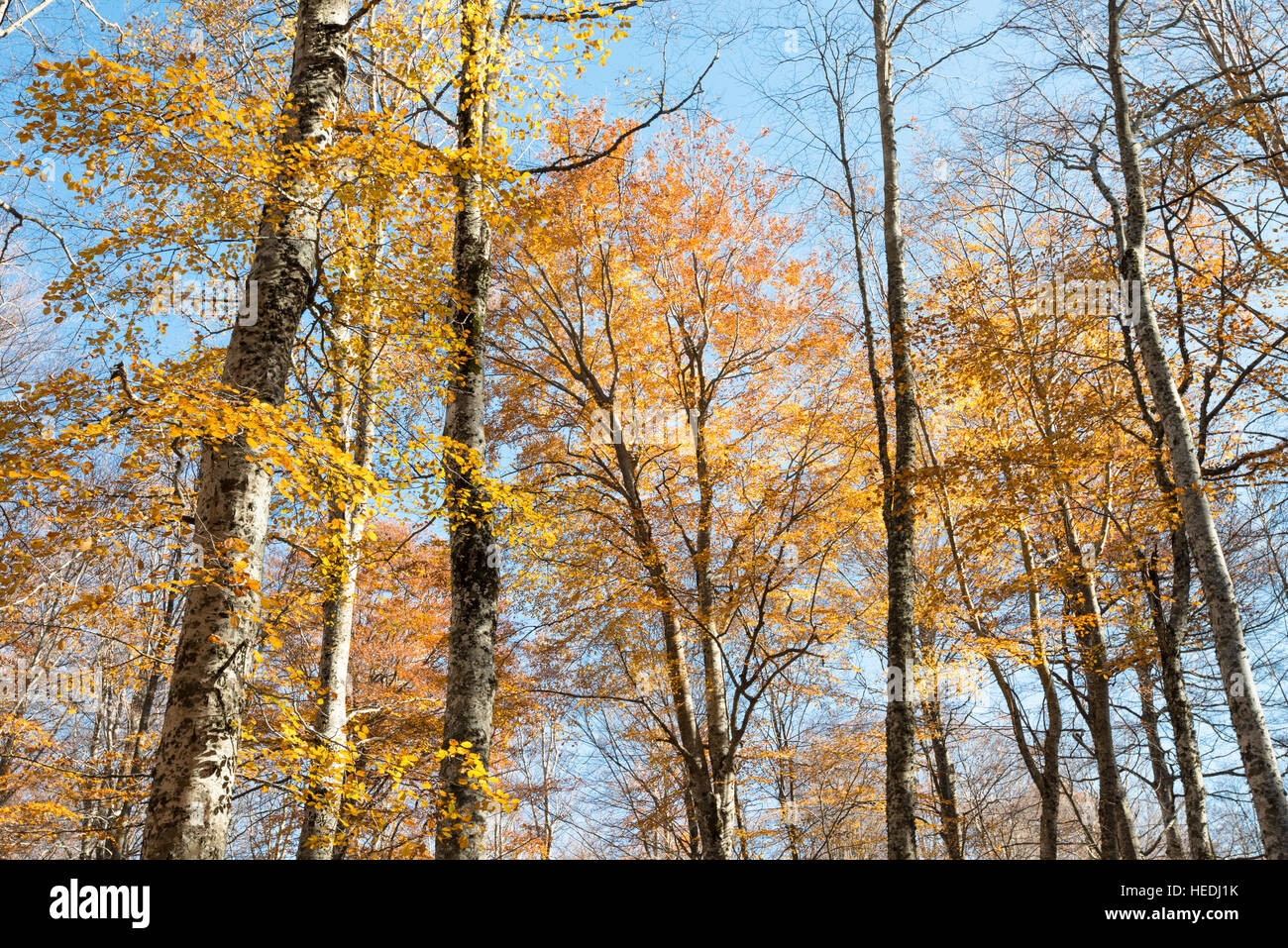 Feuillage doré coloré à l'automne forêt de hêtres sur un fond de ciel bleu Banque D'Images