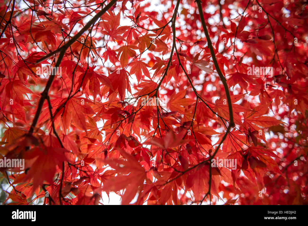 Feuilles d'érable rouge à l'automne sur le fond blanc Banque D'Images Feuilles d'érable rouge à l'automne sur le fond blanc Banque D'Images