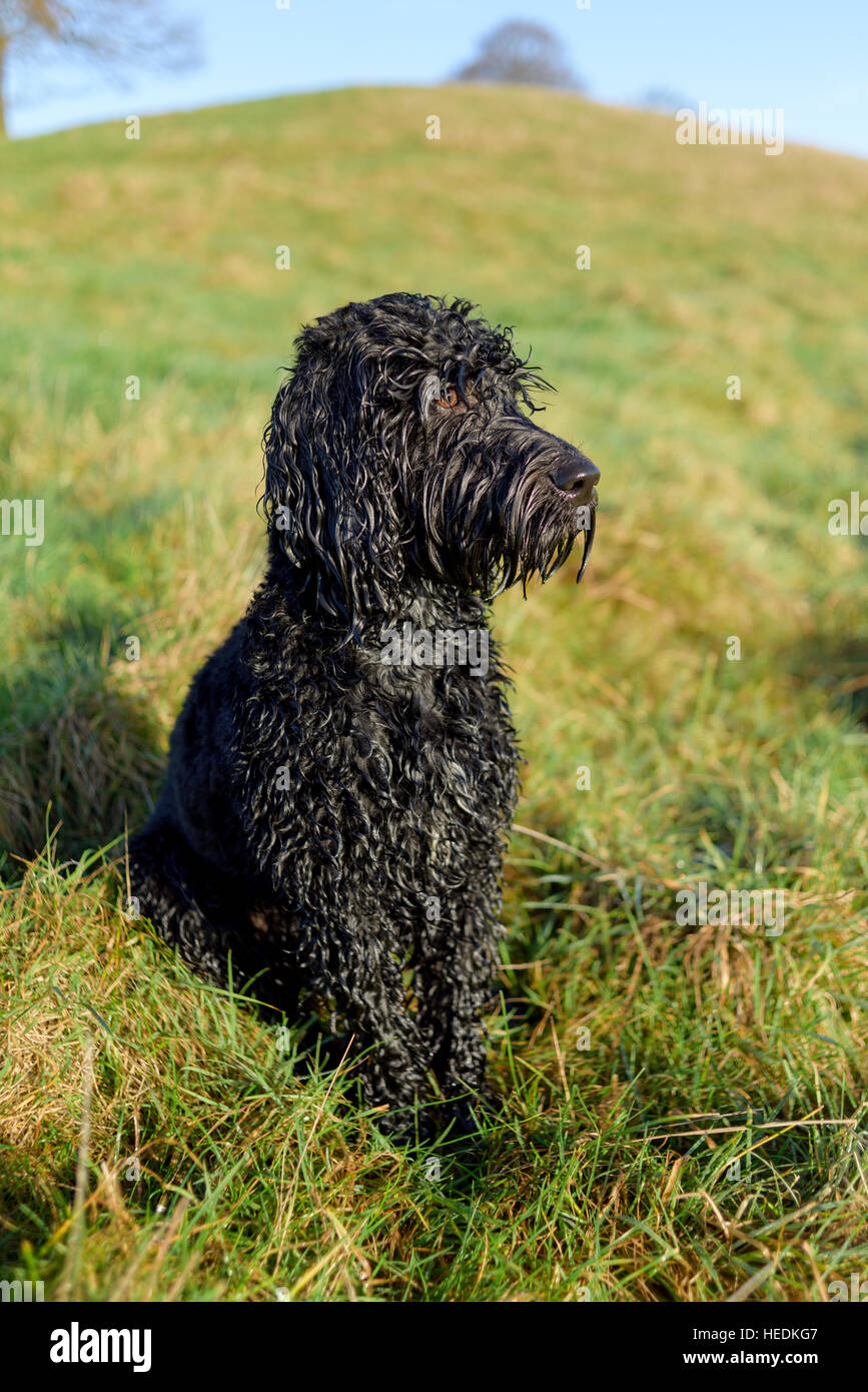 Cockapoo ,Homme chien noir. Banque D'Images