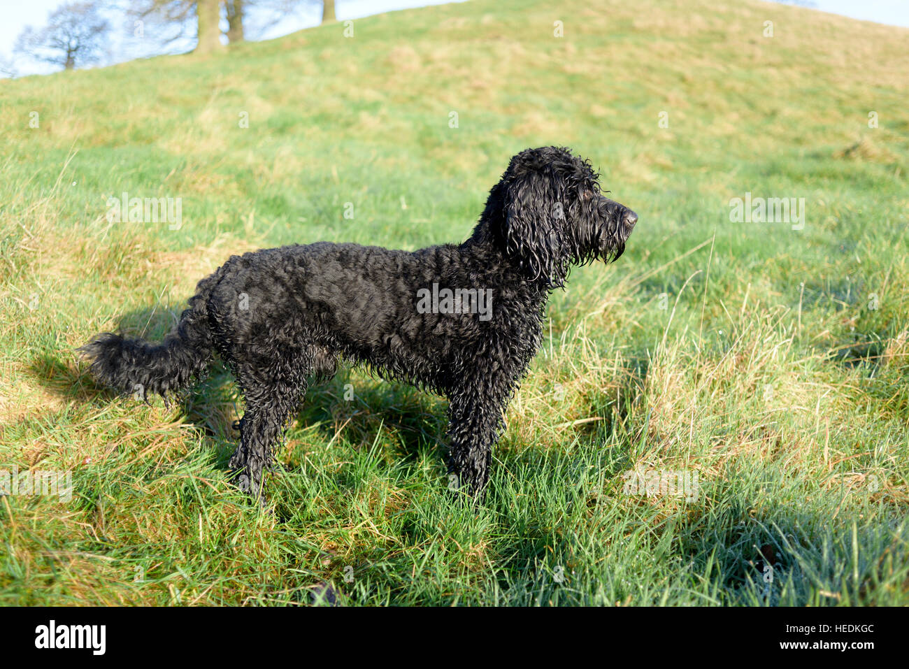 Cockapoo ,Homme chien noir. Banque D'Images