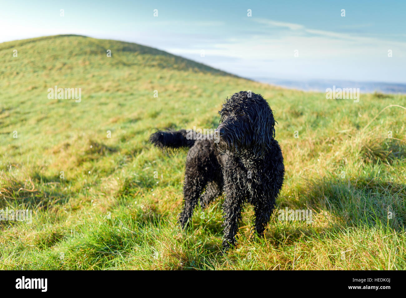 Cockapoo ,Homme chien noir. Banque D'Images