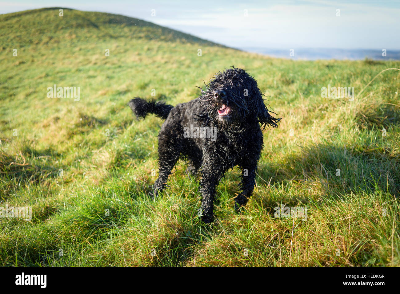 Cockapoo ,Homme chien noir. Banque D'Images