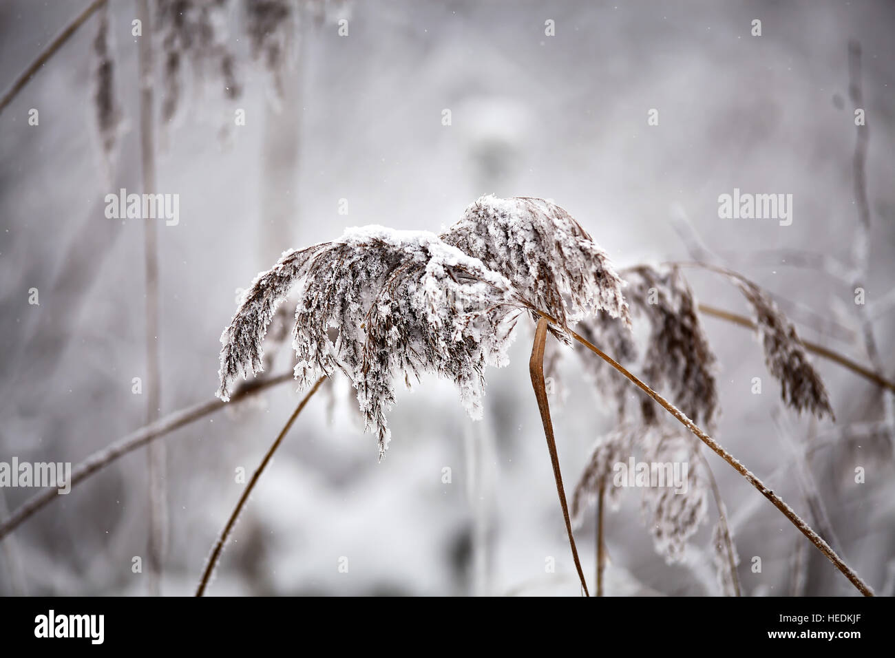 La neige et le givre sur les plantes. Couvert de neige. Close up herbe et reed sous la neige. Banque D'Images