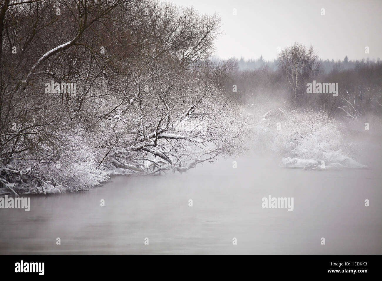 La neige et le givre sur les arbres et arbustes plus misty river. Couvert de neige. Banque D'Images