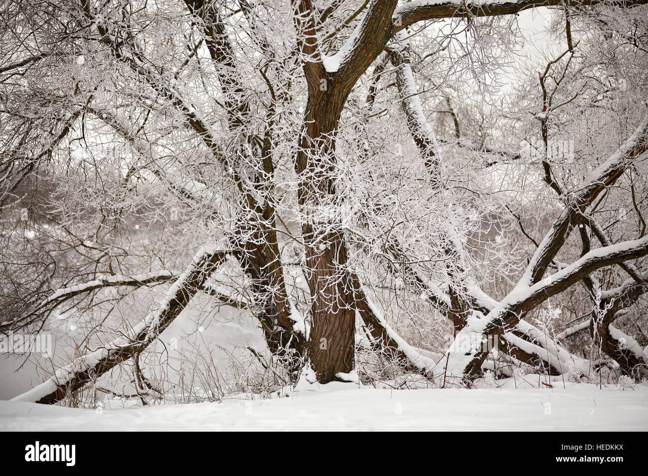 La neige et le givre sur les arbres et arbustes plus misty river. Couvert de neige. Banque D'Images