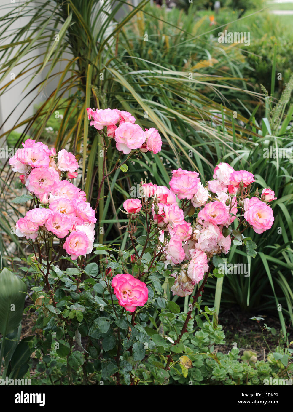 Blanc et rose rose ou connu sous le nom de Hannah Gordon roses en pleine floraison Banque D'Images