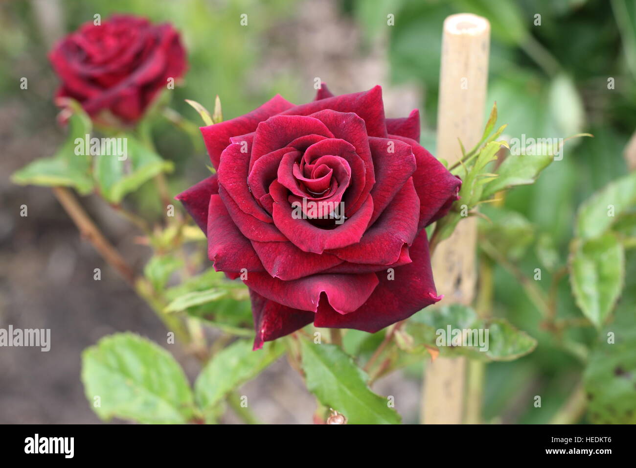Abracadabra Hybrid Tea Rose en pleine floraison Banque D'Images