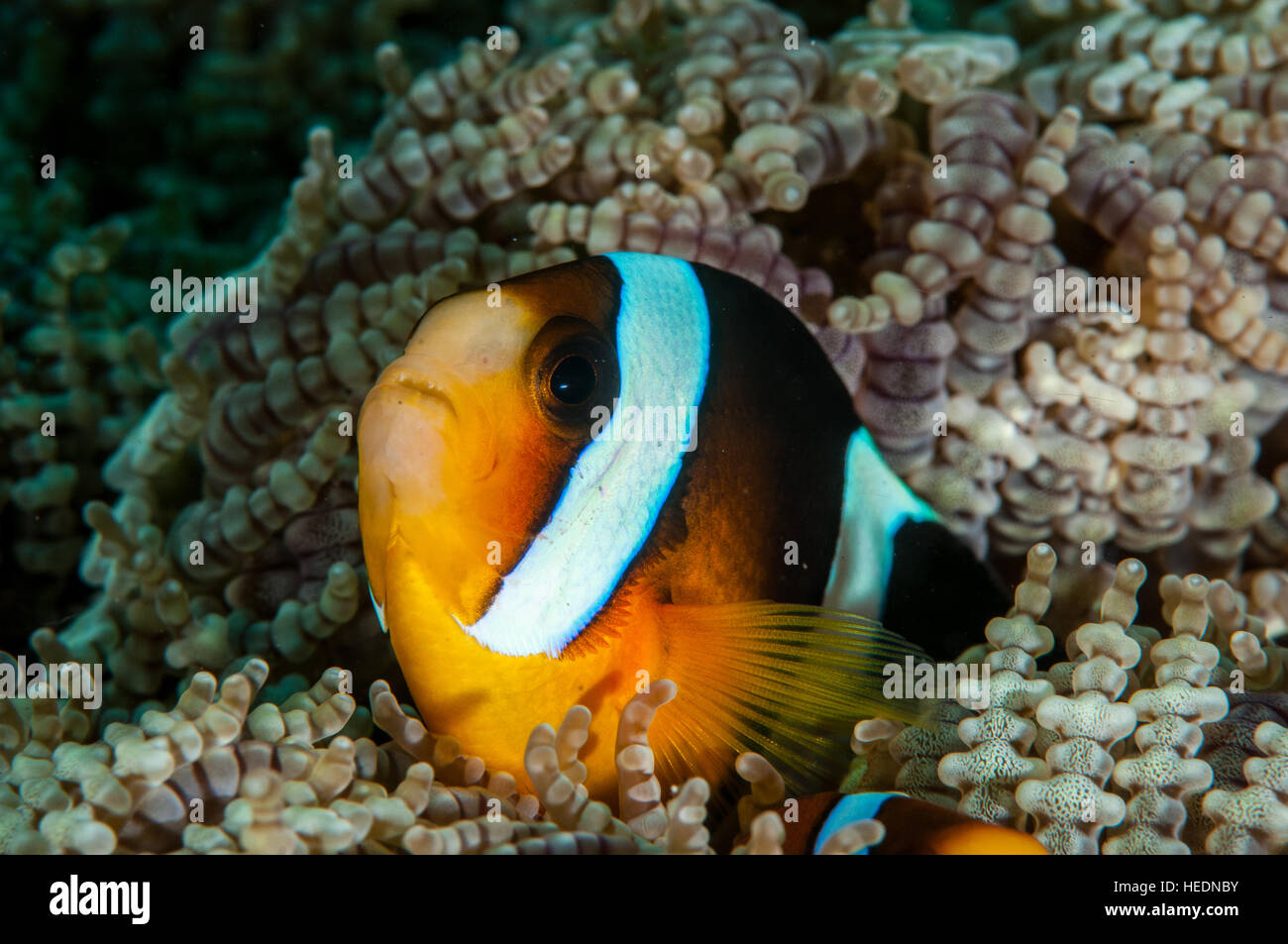 Amphiprion clarkii à Bali Banque D'Images