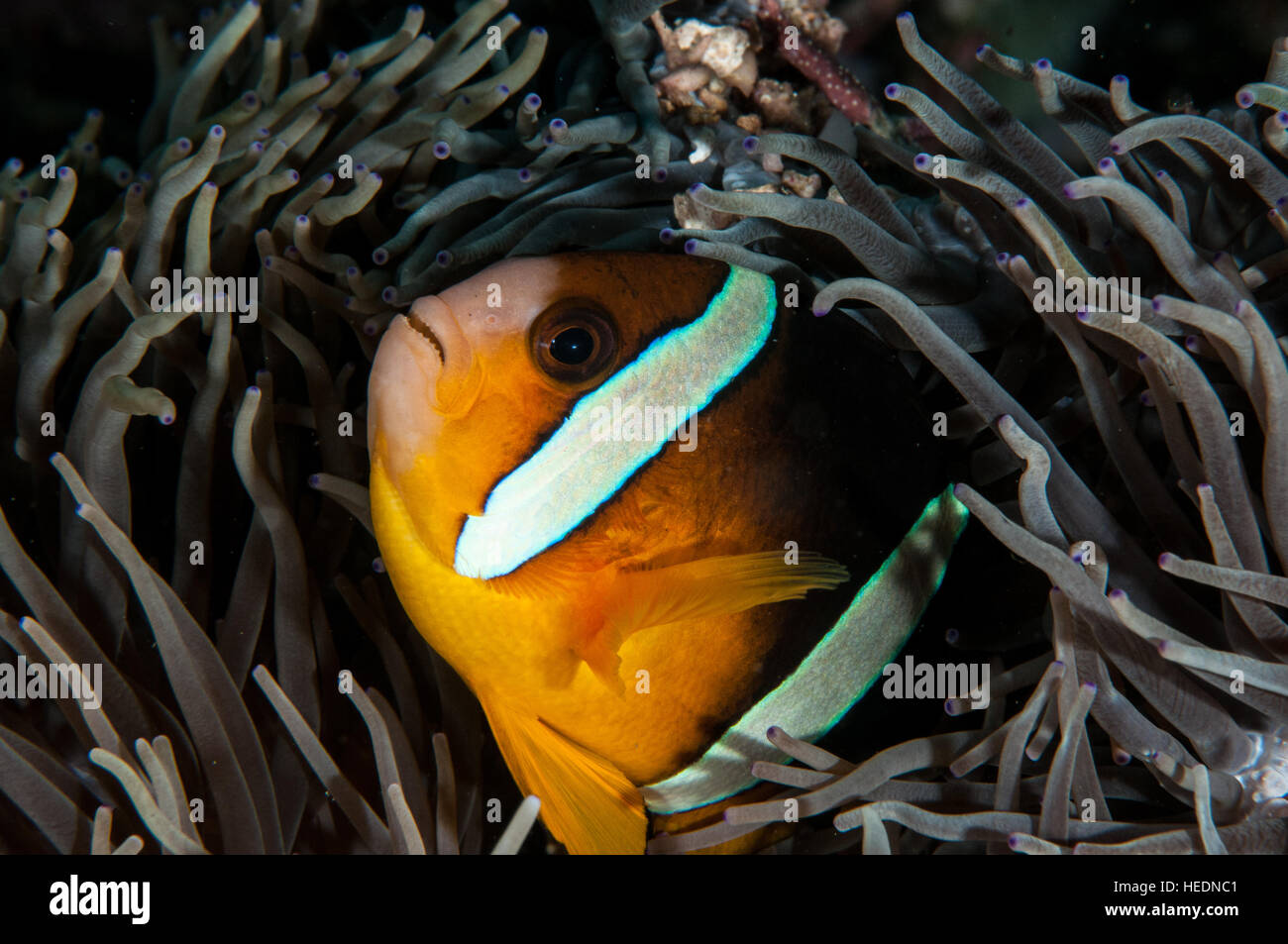 Amphiprion clarkii à Bali Banque D'Images